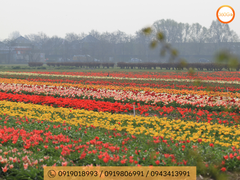 Vườn Keukenhof – Thiên đường của hoa Tulip - Du lịch 360Go 